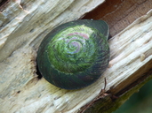 Puerto Rican Tree Snail