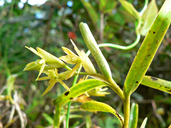 Epidendrum ramosum