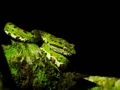 Bothriechis schlegelii