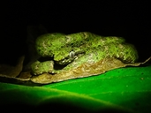 Bothriechis schlegelii