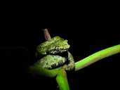 Bothriechis schlegelii
