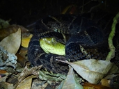 Bothrops asper
