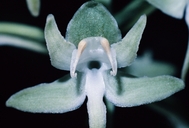 Lesser Roundleaved Orchid