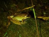 Fitzinger's Robber Frog