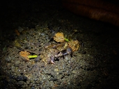 Atlantic Broad-headed Litter Frog