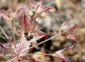 Allium lacunosum var. davisiae