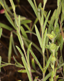 Madia subspicata