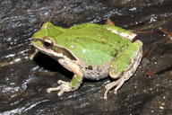 Pseudacris regilla