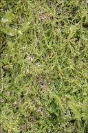 Lejeunea cavifolia
