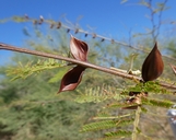 Vachellia campechiana