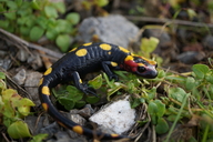 Salamandra algira splendens