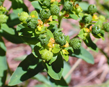 Euphorbia spathulata