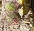 Passiflora pentaschista