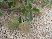 Passiflora pentaschista