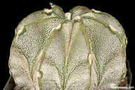 Astrophytum capricorne var. niveum
