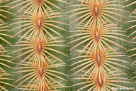 Echinocereus rigidissimus var. rubispinus