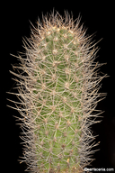 Eriosyce senilis ssp. coimasensis