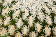 Mammillaria pectinifera ssp. pectinifera
