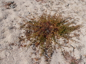 Hermannia palmeri