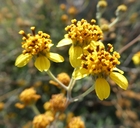 Bahiopsis microphylla
