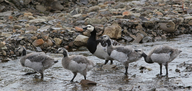 Branta leucopsis