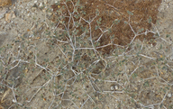 Tiquilia palmeri