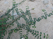 Euphorbia magdalenae