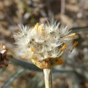 Boeberastrum anthemidifolium