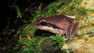 Black Whiskered Frog