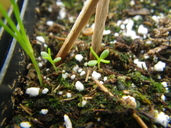 Triphysaria floribunda