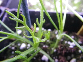 Triphysaria floribunda