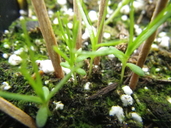 Triphysaria floribunda
