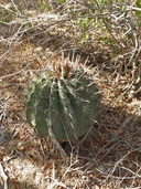 Townsends Barrel Cactus