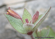 Erythranthe floribunda