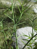 Chloracantha spinosa var. spinosissima