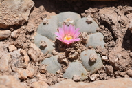 Lophophora williamsii