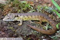 Coapilla Arboreal Alligator Lizard