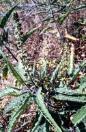 Ambrosia ambrosioides