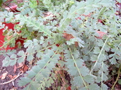 Horkelia marinensis