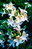 Western Rhododendron