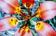 Lilium philadelphicum var. andinum