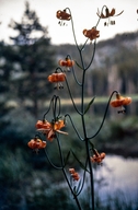 Lilium kkelleyanum