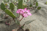 Abronia umbellata var. breviflora