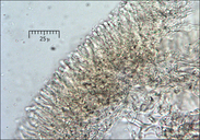 Phyllotopsis nidulans