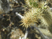 Cylindropuntia alcahes ssp. mcgillii