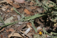 Centaurea melitensis