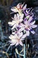 Stephanomeria thurberi