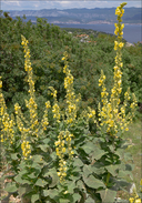 Orange Mullein