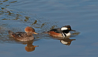 Lophodytes cucullatus