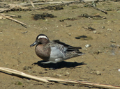 Garganey